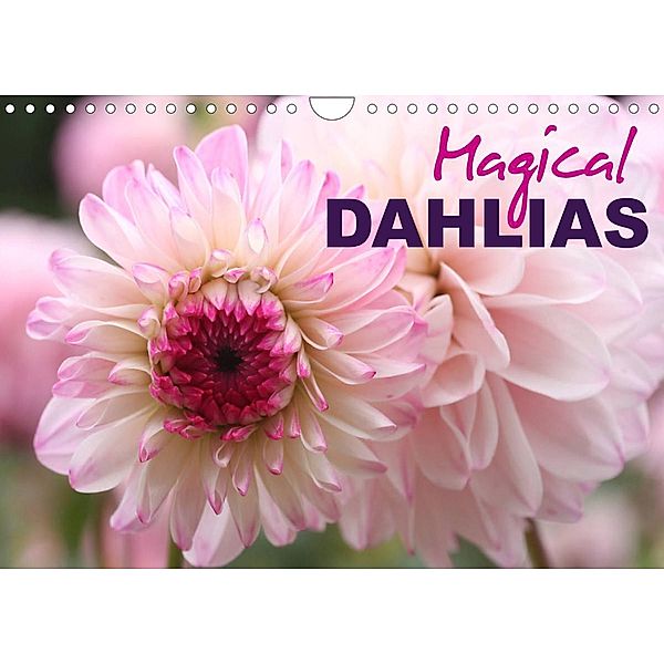 Magical Dahlias (Wall Calendar 2023 DIN A4 Landscape), Gisela Kruse