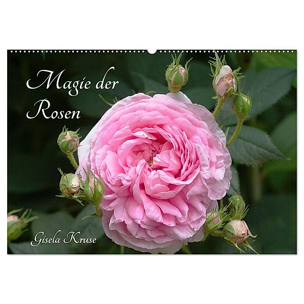 Magie der Rosen (Wandkalender 2024 DIN A2 quer), CALVENDO Monatskalender, Gisela Kruse