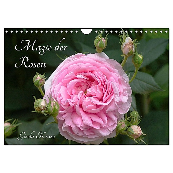 Magie der Rosen (Wandkalender 2024 DIN A4 quer), CALVENDO Monatskalender, Gisela Kruse