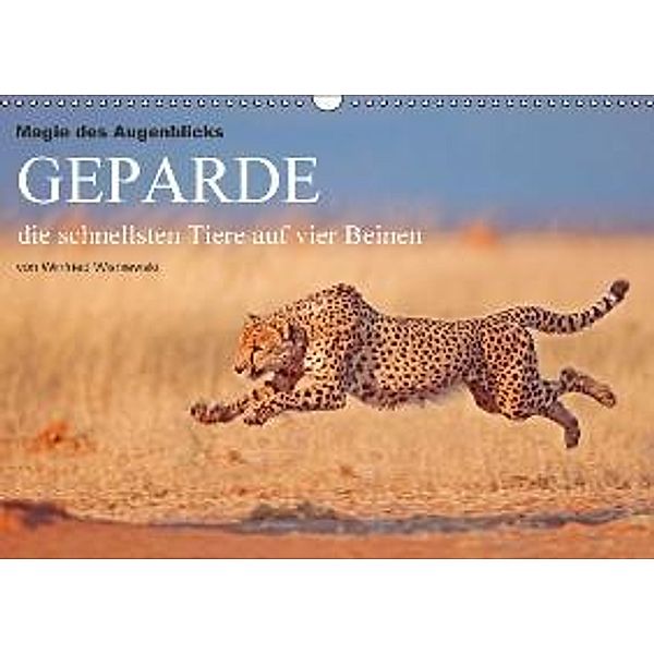 Magie des Augenblicks - Geparde - die schnellsten Tiere auf vier Beinen (Wandkalender 2016 DIN A3 quer), Winfried Wisniewski