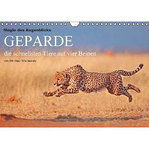 Magie des Augenblicks - Geparde - die schnellsten Tiere auf vier Beinen (Wandkalender 2016 DIN A4 quer), Winfried Wisniewski