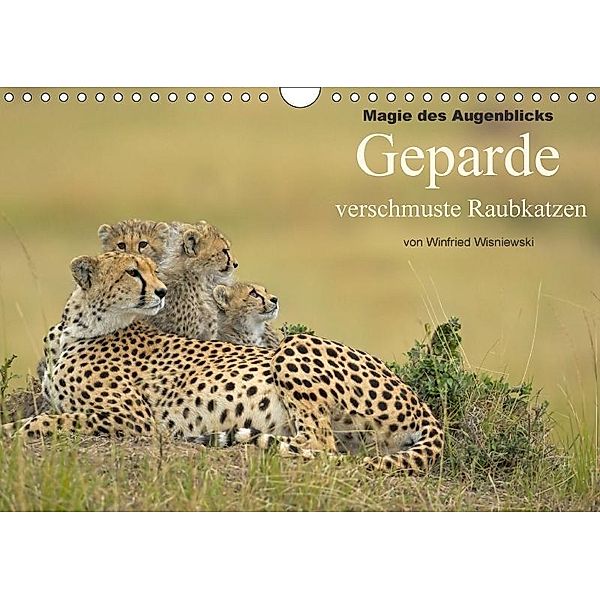 Magie des Augenblicks: Geparde - verschmuste Raubkatzen (Wandkalender 2017 DIN A4 quer), Winfried Wisniewski