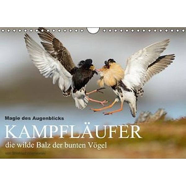 Magie des Augenblicks - Kampfläufer - die wilde Balz der bunten Vögel (Wandkalender 2014 DIN A4 quer), Winfried Wisniewski