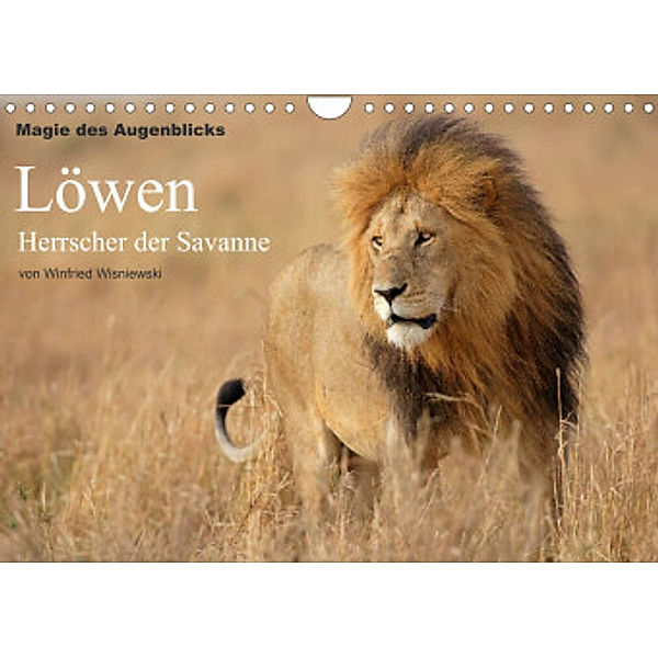 Magie des Augenblicks - Löwen - Herrscher der Savanne (Wandkalender 2022 DIN A4 quer), Winfried Wisniewski