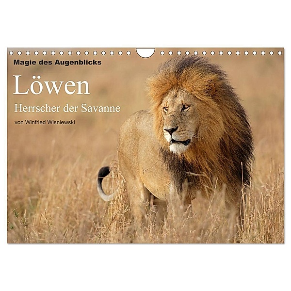 Magie des Augenblicks - Löwen - Herrscher der Savanne (Wandkalender 2024 DIN A4 quer), CALVENDO Monatskalender, Winfried Wisniewski