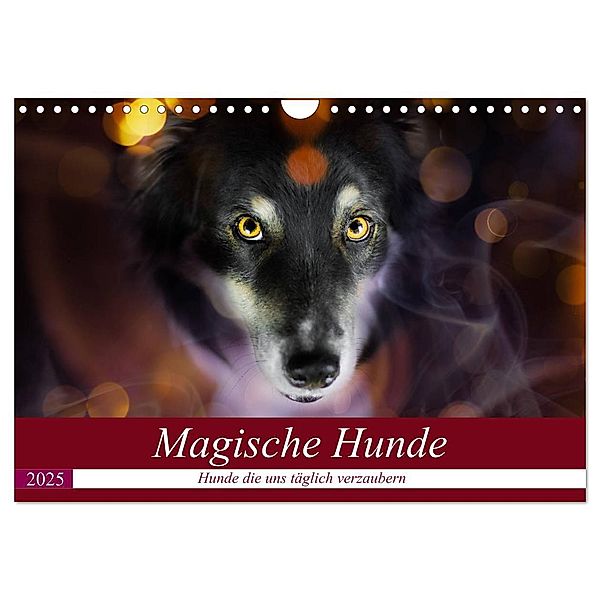 Magische Hunde - Hunde die uns täglich verzaubern (Wandkalender 2025 DIN A4 quer), CALVENDO Monatskalender, Calvendo, Andrea Mayer Tierfotografie