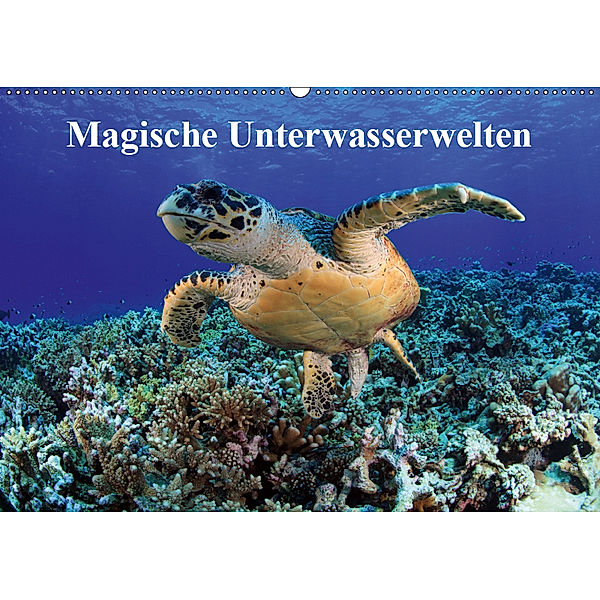 Magische Unterwasserwelten (Wandkalender 2019 DIN A2 quer), Martin Hablützel