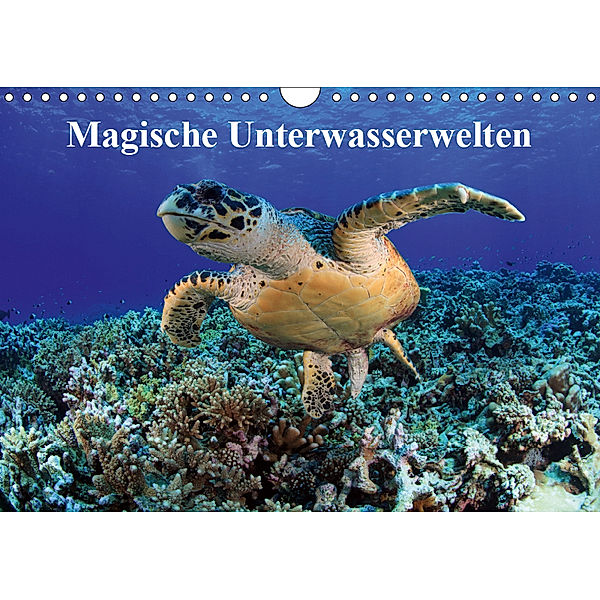 Magische Unterwasserwelten (Wandkalender 2019 DIN A4 quer), Martin Hablützel