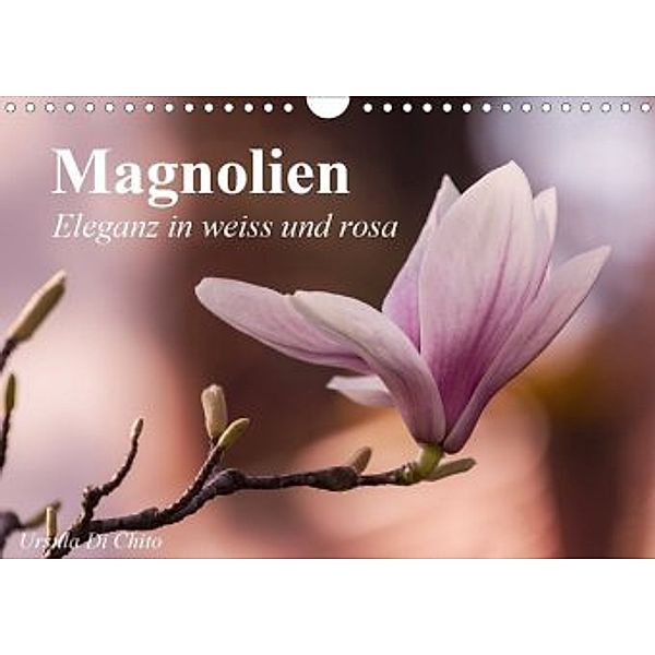Magnolien - Eleganz in weiss und rosa (Wandkalender 2020 DIN A4 quer), Ursula Di Chito