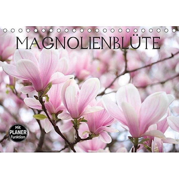 Magnolienblüte (Tischkalender 2017 DIN A5 quer), Gisela Kruse