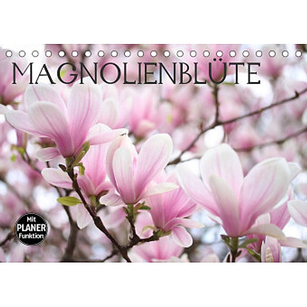 Magnolienblüte (Tischkalender 2022 DIN A5 quer), Gisela Kruse