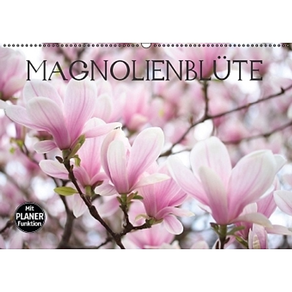 Magnolienblüte (Wandkalender 2016 DIN A2 quer), Gisela Kruse