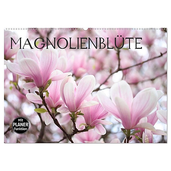 Magnolienblüte (Wandkalender 2024 DIN A2 quer), CALVENDO Monatskalender, Gisela Kruse