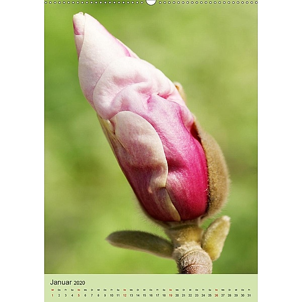 Magnolientraum (Wandkalender 2020 DIN A2 hoch), Gisela Kruse