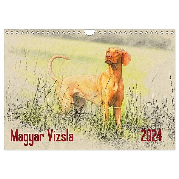 Magyar Vizsla 2024 (Wandkalender 2024 DIN A4 quer), CALVENDO Monatskalender, Andrea Redecker