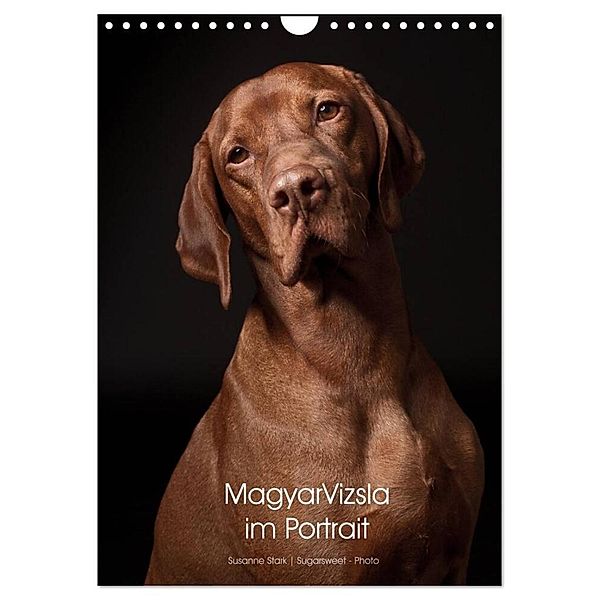 Magyar Vizsla im Portrait (Wandkalender 2024 DIN A4 hoch), CALVENDO Monatskalender, Susanne Stark Sugarsweet - Photo