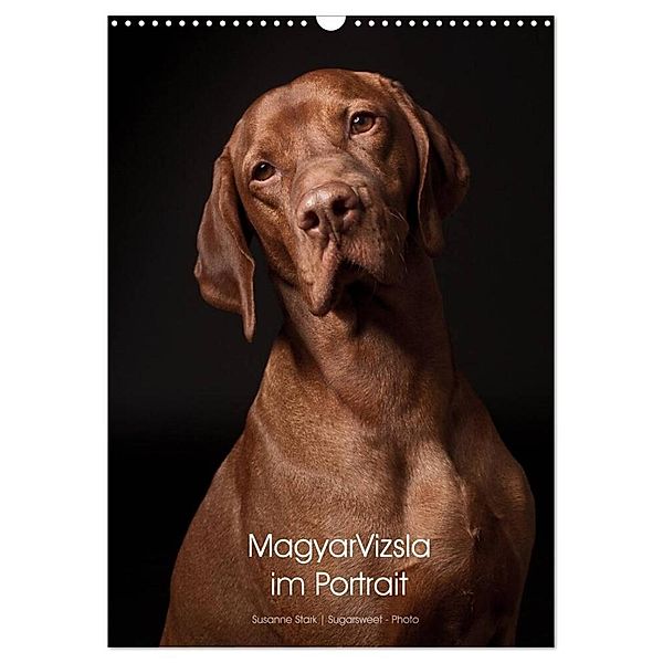 Magyar Vizsla im Portrait (Wandkalender 2025 DIN A3 hoch), CALVENDO Monatskalender, Calvendo, Susanne Stark Sugarsweet - Photo