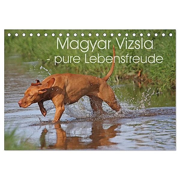 Magyar Vizsla - pure Lebensfreude (Tischkalender 2024 DIN A5 quer), CALVENDO Monatskalender, Barbara Mielewczyk