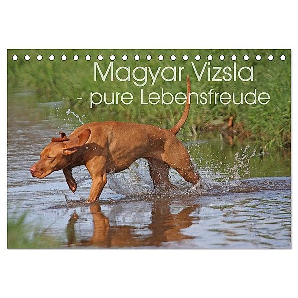 Magyar Vizsla - pure Lebensfreude (Tischkalender 2025 DIN A5 quer), CALVENDO Monatskalender, Calvendo, Barbara Mielewczyk