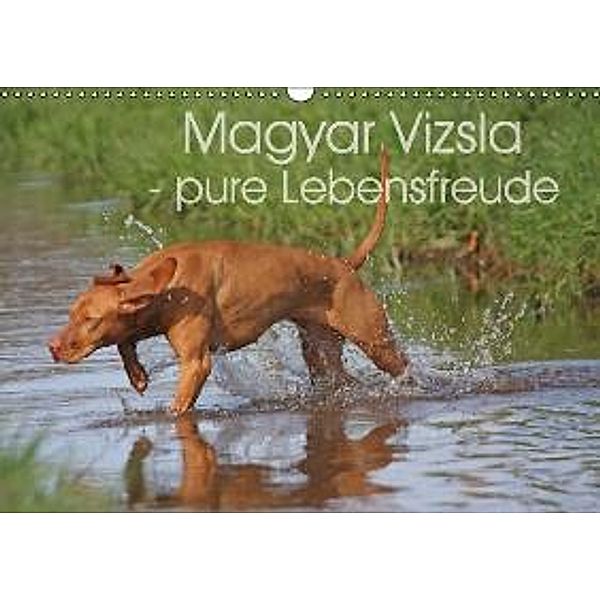 Magyar Vizsla - pure Lebensfreude (Wandkalender 2016 DIN A3 quer), Barbara Mielewczyk