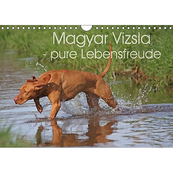 Magyar Vizsla - pure Lebensfreude (Wandkalender 2018 DIN A4 quer), Barbara Mielewczyk