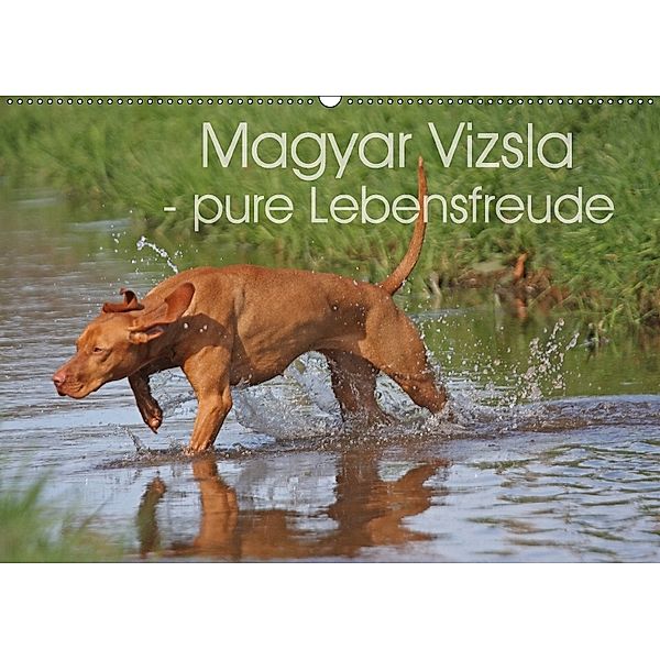 Magyar Vizsla - pure Lebensfreude (Wandkalender 2018 DIN A2 quer), Barbara Mielewczyk