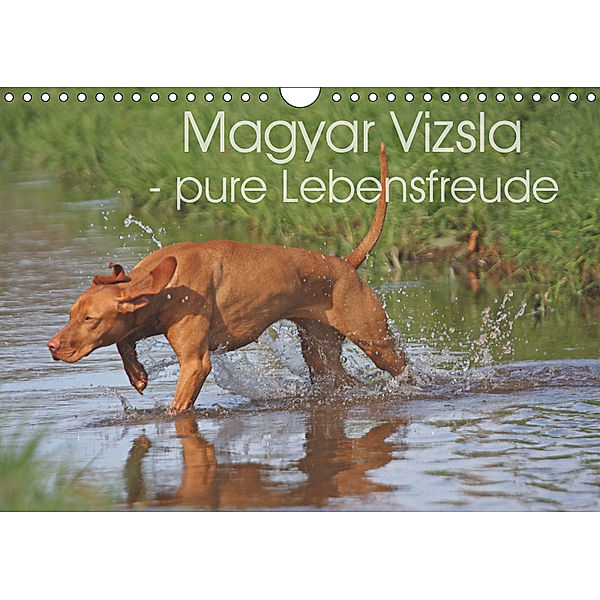 Magyar Vizsla - pure Lebensfreude (Wandkalender 2019 DIN A4 quer), Barbara Mielewczyk