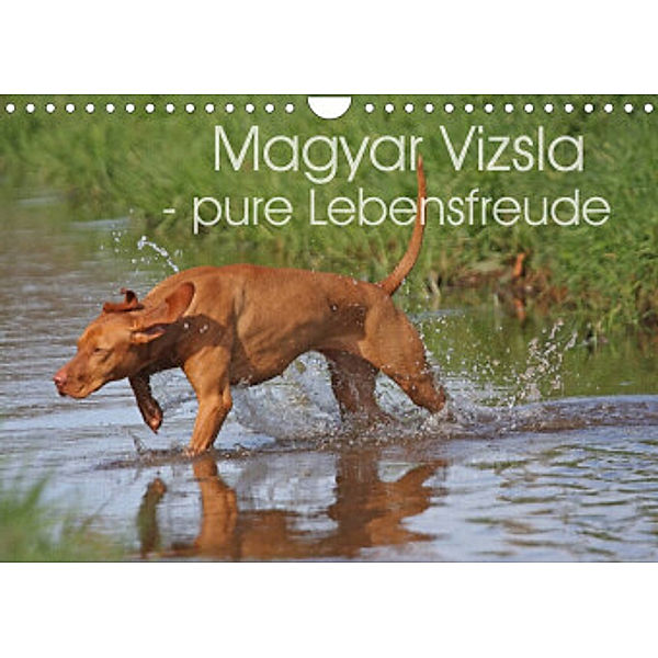 Magyar Vizsla - pure Lebensfreude (Wandkalender 2022 DIN A4 quer), Barbara Mielewczyk