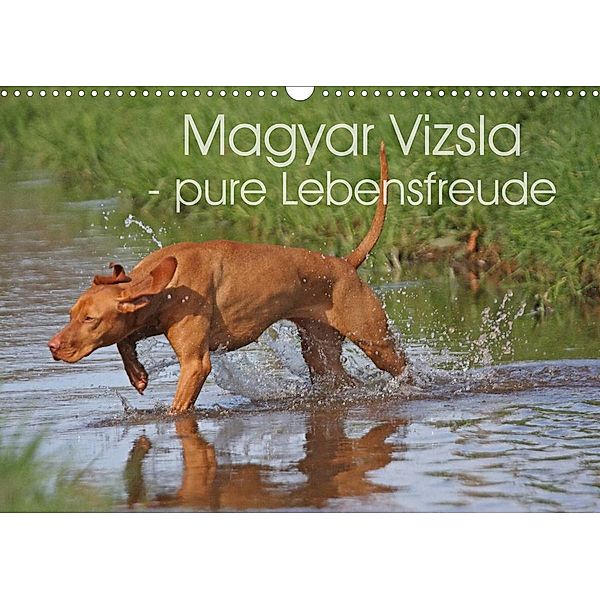 Magyar Vizsla - pure Lebensfreude (Wandkalender 2023 DIN A3 quer), Barbara Mielewczyk