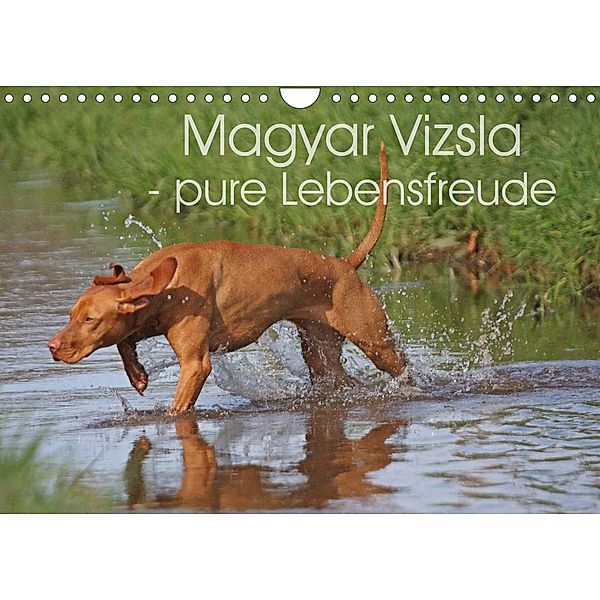 Magyar Vizsla - pure Lebensfreude (Wandkalender 2023 DIN A4 quer), Barbara Mielewczyk