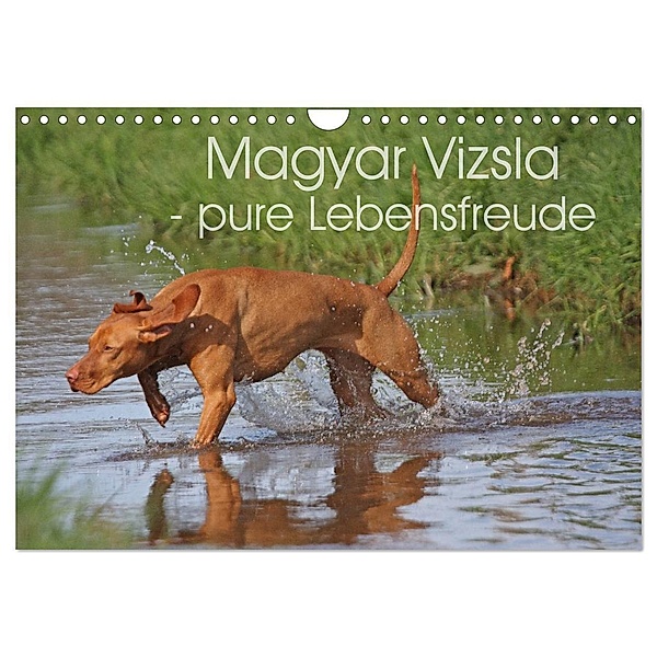 Magyar Vizsla - pure Lebensfreude (Wandkalender 2024 DIN A4 quer), CALVENDO Monatskalender, Barbara Mielewczyk