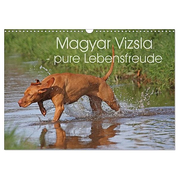 Magyar Vizsla - pure Lebensfreude (Wandkalender 2024 DIN A3 quer), CALVENDO Monatskalender, Barbara Mielewczyk