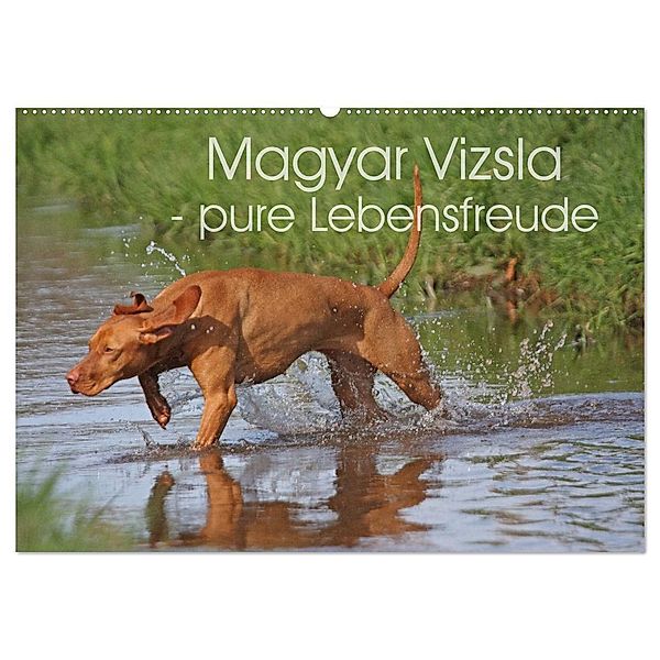 Magyar Vizsla - pure Lebensfreude (Wandkalender 2024 DIN A2 quer), CALVENDO Monatskalender, Barbara Mielewczyk