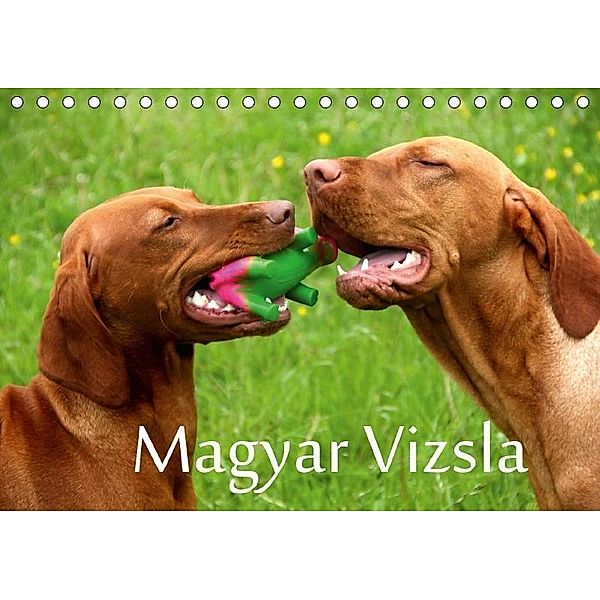 Magyar Vizsla (Tischkalender 2017 DIN A5 quer), Kerstin Grüttner