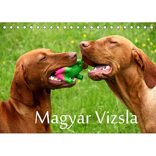 Magyar Vizsla (Tischkalender 2022 DIN A5 quer), Kerstin Grüttner