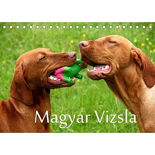 Magyar Vizsla (Tischkalender 2023 DIN A5 quer), Kerstin Grüttner