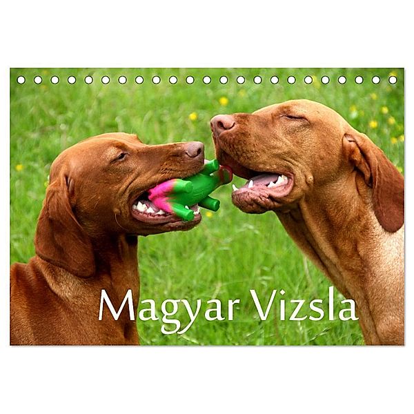 Magyar Vizsla (Tischkalender 2024 DIN A5 quer), CALVENDO Monatskalender, Kerstin Grüttner