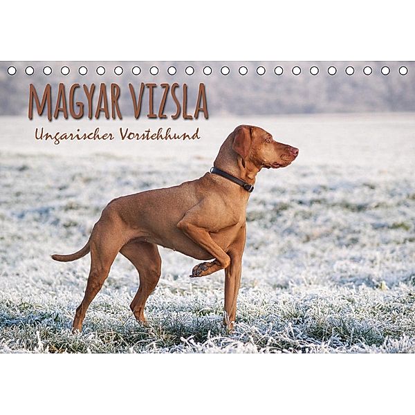 Magyar Vizsla - Ungarischer Vorstehhund (Tischkalender 2021 DIN A5 quer), Alexandra Hollstein