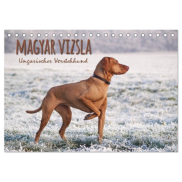 Magyar Vizsla - Ungarischer Vorstehhund (Tischkalender 2025 DIN A5 quer), CALVENDO Monatskalender, Calvendo, Alexandra Hollstein