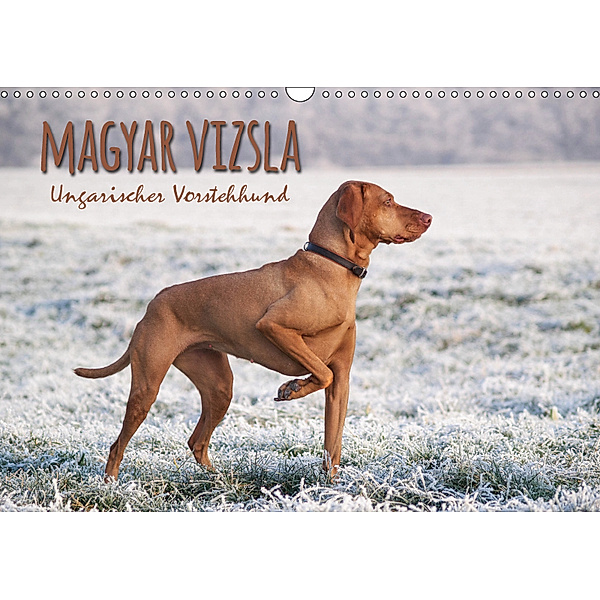 Magyar Vizsla - Ungarischer Vorstehhund (Wandkalender 2019 DIN A3 quer), Alexandra Hollstein
