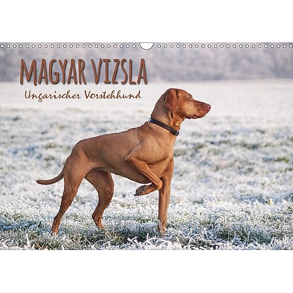 Magyar Vizsla - Ungarischer Vorstehhund (Wandkalender 2021 DIN A3 quer), Alexandra Hollstein