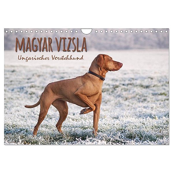 Magyar Vizsla - Ungarischer Vorstehhund (Wandkalender 2024 DIN A4 quer), CALVENDO Monatskalender, Alexandra Hollstein