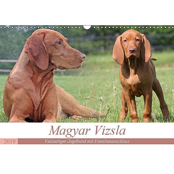 Magyar Vizsla - Vielseitiger Jagdhund mit Familienanschluss (Wandkalender 2019 DIN A3 quer), Barbara Mielewczyk