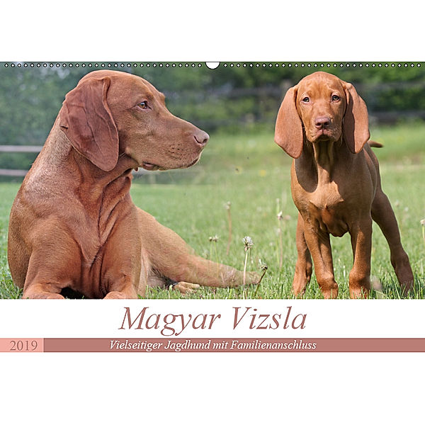 Magyar Vizsla - Vielseitiger Jagdhund mit Familienanschluss (Wandkalender 2019 DIN A2 quer), Barbara Mielewczyk