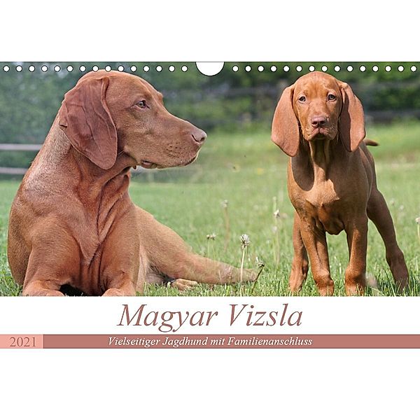 Magyar Vizsla - Vielseitiger Jagdhund mit Familienanschluss (Wandkalender 2021 DIN A4 quer), Barbara Mielewczyk