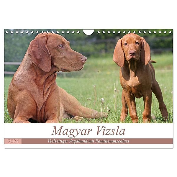 Magyar Vizsla - Vielseitiger Jagdhund mit Familienanschluss (Wandkalender 2024 DIN A4 quer), CALVENDO Monatskalender, Barbara Mielewczyk