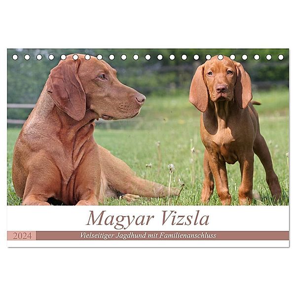 Magyar Vizsla - Vielseitiger Jagdhund mit Familienanschluss (Tischkalender 2024 DIN A5 quer), CALVENDO Monatskalender, Barbara Mielewczyk