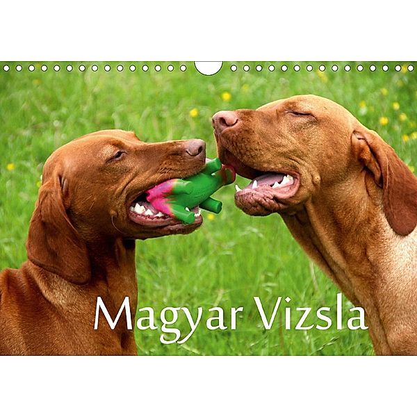 Magyar Vizsla (Wandkalender 2021 DIN A4 quer), Kerstin Grüttner
