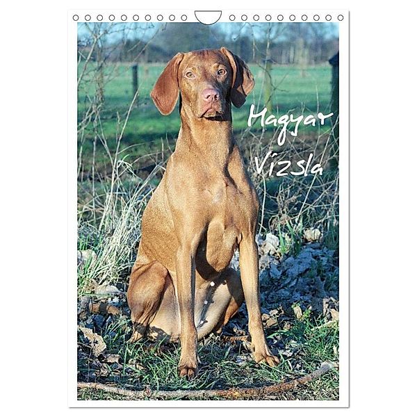 Magyar Vizsla (Wandkalender 2024 DIN A4 hoch), CALVENDO Monatskalender, Barbara Mielewczyk