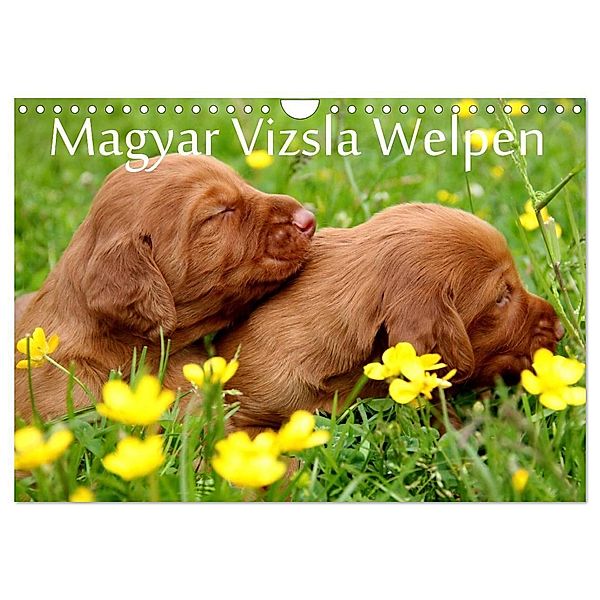 Magyar Vizsla Welpen (Wandkalender 2024 DIN A4 quer), CALVENDO Monatskalender, Kerstin Grüttner